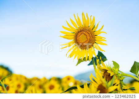 大向日葵夏天形象 123462025