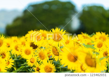 大向日葵夏天形象 大向日葵夏天形象 123462031