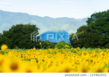 大向日葵夏天形象 大向日葵夏天形象 123462032