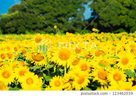 Large sunflowers - summer image 123462039