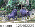 Okinawa buffalo 123462225