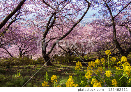 Mount Fuji in early spring from Mount Matsuda 123462311
