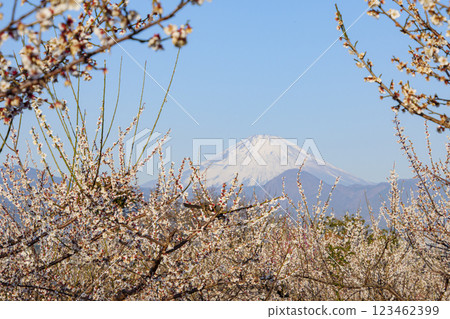 從曾我梅林望去的白雪皚皚的富士山 123462399