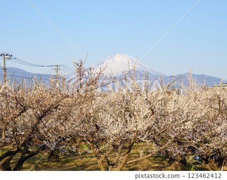 Snow-capped Fuji as seen from Soga Plum Grove 123462412