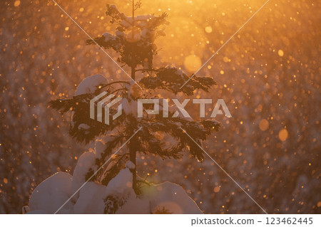 Snow-covered pine needles and snowfall sparkles Snow-covered pine needles and snowfall sparkles 123462445