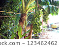 Okinawa banana 123462462