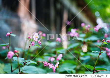 The beauty of pink begonia The beauty of pink begonia 123462501