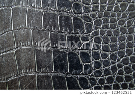 Close up view of black crocodile skin background with customizable space for text. Wildlife concept and copy space 123462531