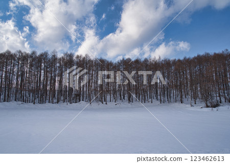 Larch forest on a snowy hill 123462613