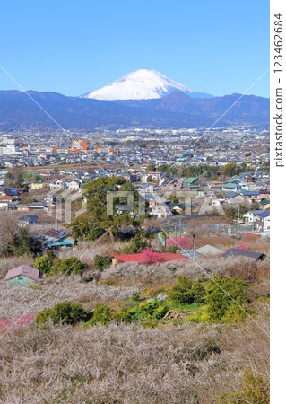 Kanagawa Prefecture Odawara City Suga Bessho Plum Forest Plum Forest and Mt. Fuji 123462684