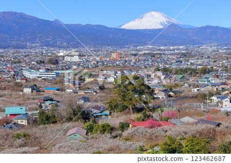 神奈川縣小田原市Suga Bessho Plum森林梅林和富士山 123462687