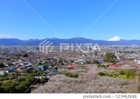 Kanagawa Prefecture Odawara City Suga Bessho Plum Forest Plum Forest and Mt. Fuji Kanagawa Prefecture Odawara City Suga Bessho Plum Forest Plum Forest and Mt. Fuji 123462688