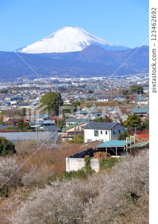 神奈川縣小田原市Suga Bessho Plum森林梅林和富士山 123462692