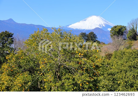 Kanagawa Prefecture Odawara City Suga Bessho Plum Forest Plum Forest and Mt. Fuji 123462693