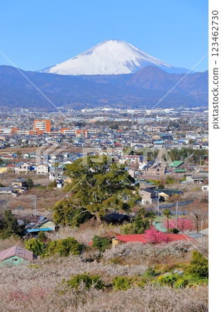 Odawara City, Soga Plum Grove, Mount Fuji and the plum grove from the observation deck 123462730