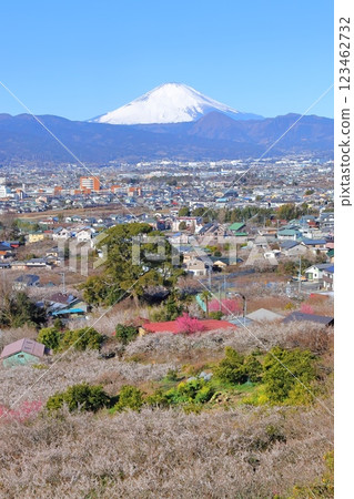 Odawara City, Soga Plum Grove, Mount Fuji and the plum grove from the observation deck Odawara City, Soga Plum Grove, Mount Fuji and the plum grove from the observation deck 123462732