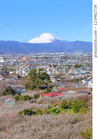 小田原市、蘇我梅林、從觀景台看到的富士山和梅林 小田原市、蘇我梅林、從觀景台看到的富士山和梅林 123462734