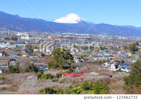 小田原市、蘇我梅林、從觀景台看到的富士山和梅林 小田原市、蘇我梅林、從觀景台看到的富士山和梅林 123462735