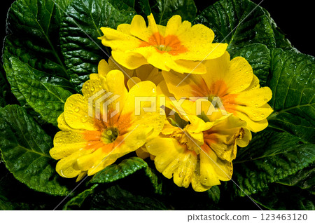 Yellow Primula Flowers in Bloom black background Yellow Primula Flowers in Bloom black background 123463120