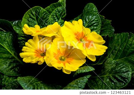 Yellow Primula Flowers in Bloom black background 123463121