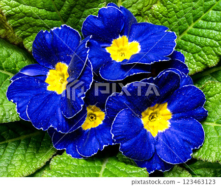 Blue Primula Flowers on a green background Blue Primula Flowers on a green background 123463123