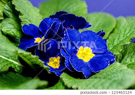 Blue Primula Flowers on a blue background 123463124