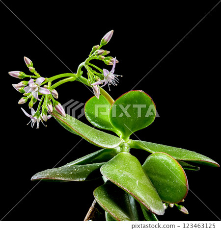 Green Succulent Plant with Budding Flowers black background Green Succulent Plant with Budding Flowers black background 123463125
