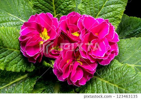 Red Primula Flowers on a black background Red Primula Flowers on a black background 123463135