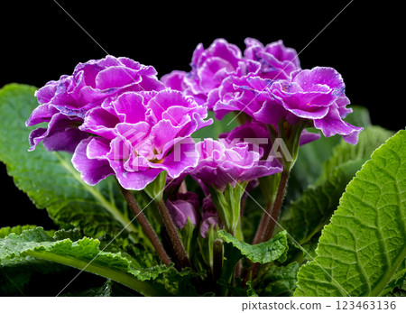Violet Primula Flowers with Water Droplets 123463136