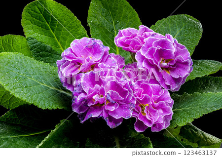 Violet Primula Flowers with Water Droplets Violet Primula Flowers with Water Droplets 123463137