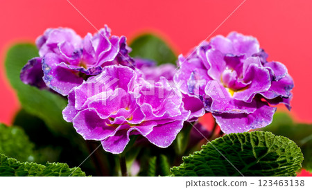 Violet Primula Flowers on a pink background Violet Primula Flowers on a pink background 123463138