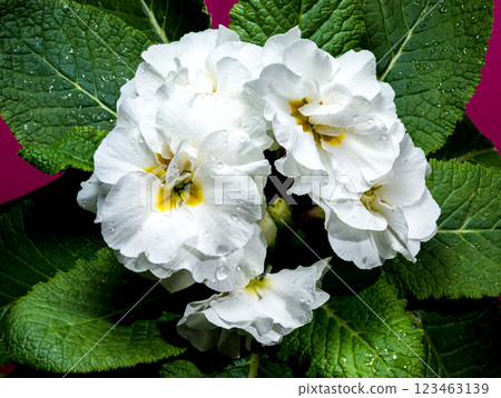 White Primula Flowers on a green background 123463139