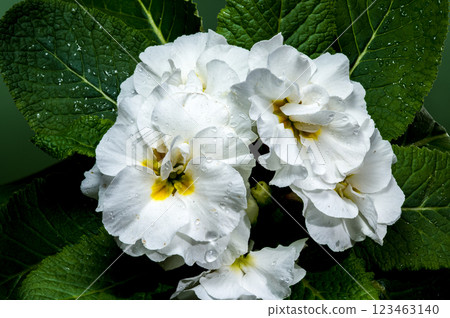 White Primula Flowers on a green background White Primula Flowers on a green background 123463140