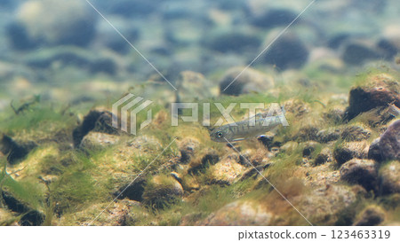 煎三文魚（千歲鮭魚的家鄉故鄉） 123463319