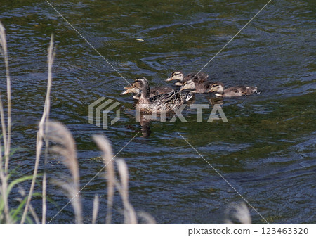 河上的綠頭鴨和小鴨子 123463320
