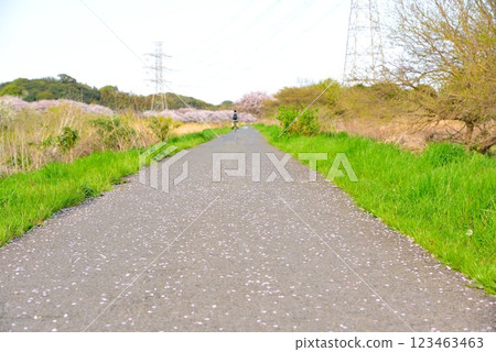 Cherry blossom trees along the Hanamigawa Cycling Road in Chiba City Cherry blossom trees along the Hanamigawa Cycling Road in Chiba City 123463463