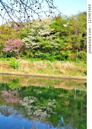 Cherry blossom trees along the Hanamigawa Cycling Road in Chiba City 123463464