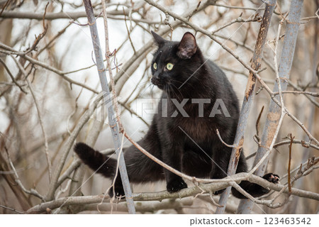 Black cat sitting on a tree. Cat in nature in snowy winter. Black cat sitting on a tree. Cat in nature in snowy winter. 123463542