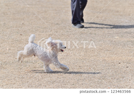 Walking with my dog, Toy Poodle Walking with my dog, Toy Poodle 123463566