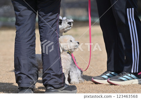 Walking with my beloved dog, a toy poodle and a miniature schnauzer Walking with my beloved dog, a toy poodle and a miniature schnauzer 123463568