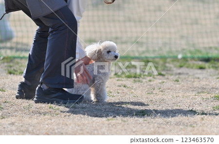 Walking with beloved dog, toy poodle, owner making the dog sit Walking with beloved dog, toy poodle, owner making the dog sit 123463570