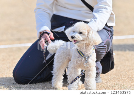 Smiling toy poodle and its female owner 123463575