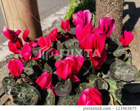 Red cyclamen 123463675