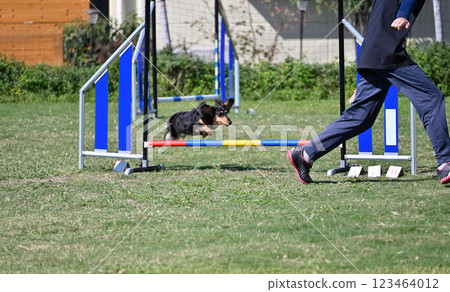 Jumping over the hurdles! Dachshund (Kaninchen Dachshund) Jumping over the hurdles! Dachshund (Kaninchen Dachshund) 123464012