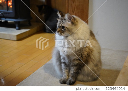 Listen carefully, Cat Listen carefully, Cat 123464014