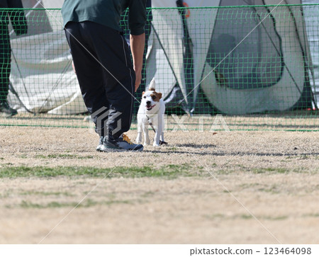 A male owner playing with his dog at a dog run - Jack Russell Terrier 123464098
