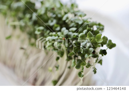 綠花椰菜芽：營養豐富的超級食品 123464148