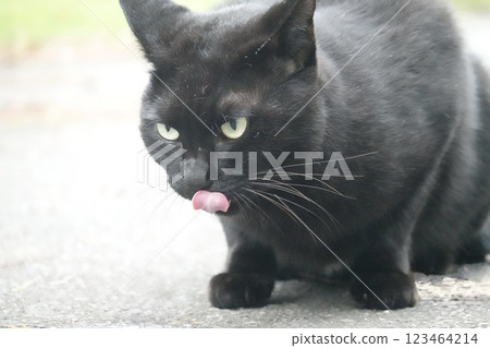 黑貓伸出舌頭 123464214
