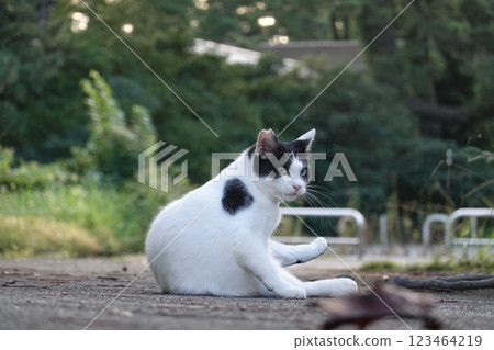 Male black and white cat Male black and white cat 123464219