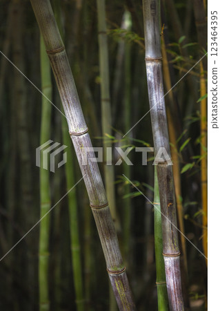 The Historical Botanical Garden La Concepcion in Malaga city at Andalusia, Spain, Europe. Close-up of bamboo stalks, showcasing their texture and color variations in a dense grove. The Historical Botanical Garden La Concepcion in Malaga city at Andalusia, Spain, Europe. Close-up of bamboo stalks, showcasing their texture and color variations in a dense grove. 123464395